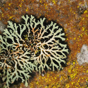 Meet your Posher, Beau